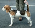 /album/fotogaleria/a250px-beagle-600-jpg/